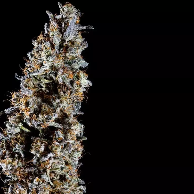 Animorph Mints, Фасовка: 5, изображение 2